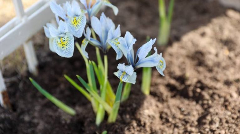 Jak prawidłowo zasadzić narcyzy w ogrodzie, aby kwitły wiosną?