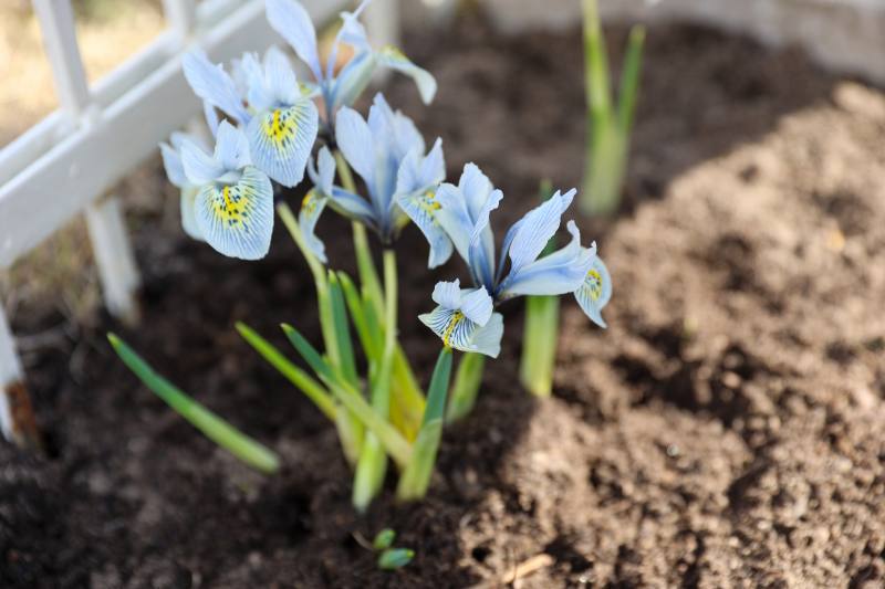Jak prawidłowo zasadzić narcyzy w ogrodzie, aby kwitły wiosną?