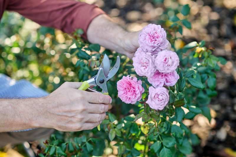 Jak uniknąć najczęstszych błędów w pielęgnacji róż, aby cieszyć się pięknymi kwiatami