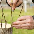 Hodowla drzew na pniu - proces tworzenia popularnych odmian drzew przez szczepienie
