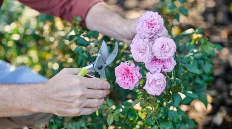 Jak uniknąć najczęstszych błędów w pielęgnacji róż, aby cieszyć się pięknymi kwiatami