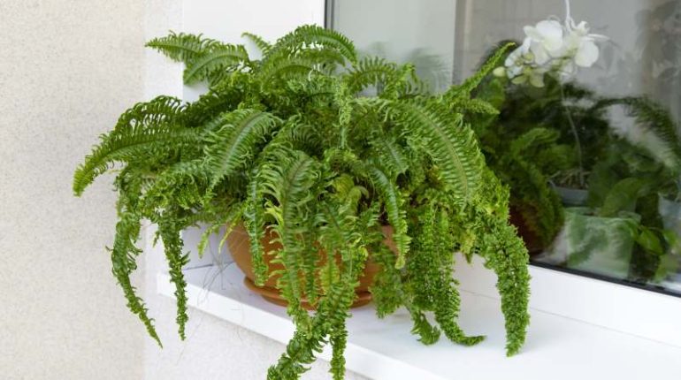 Pojemnikowe kompozycje z roślin ozdobnych o efektownych liściach do balkonu