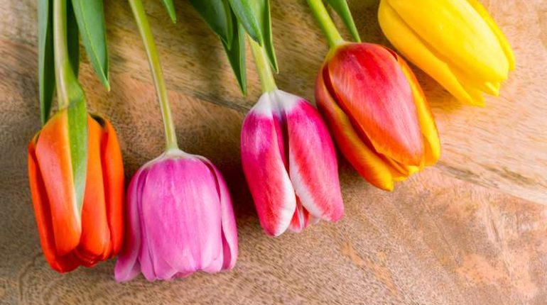 Rodzaje tulipanów - jakie są ich różnice i jak można je podzielić na grupy