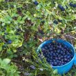Owoce z domowego ogrodu - jak uprawiać krzewy owocowe takie jak porzeczki, agrest, maliny, borówki i jeżyny