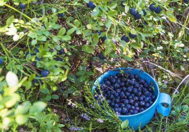 Owoce z domowego ogrodu - jak uprawiać krzewy owocowe takie jak porzeczki, agrest, maliny, borówki i jeżyny